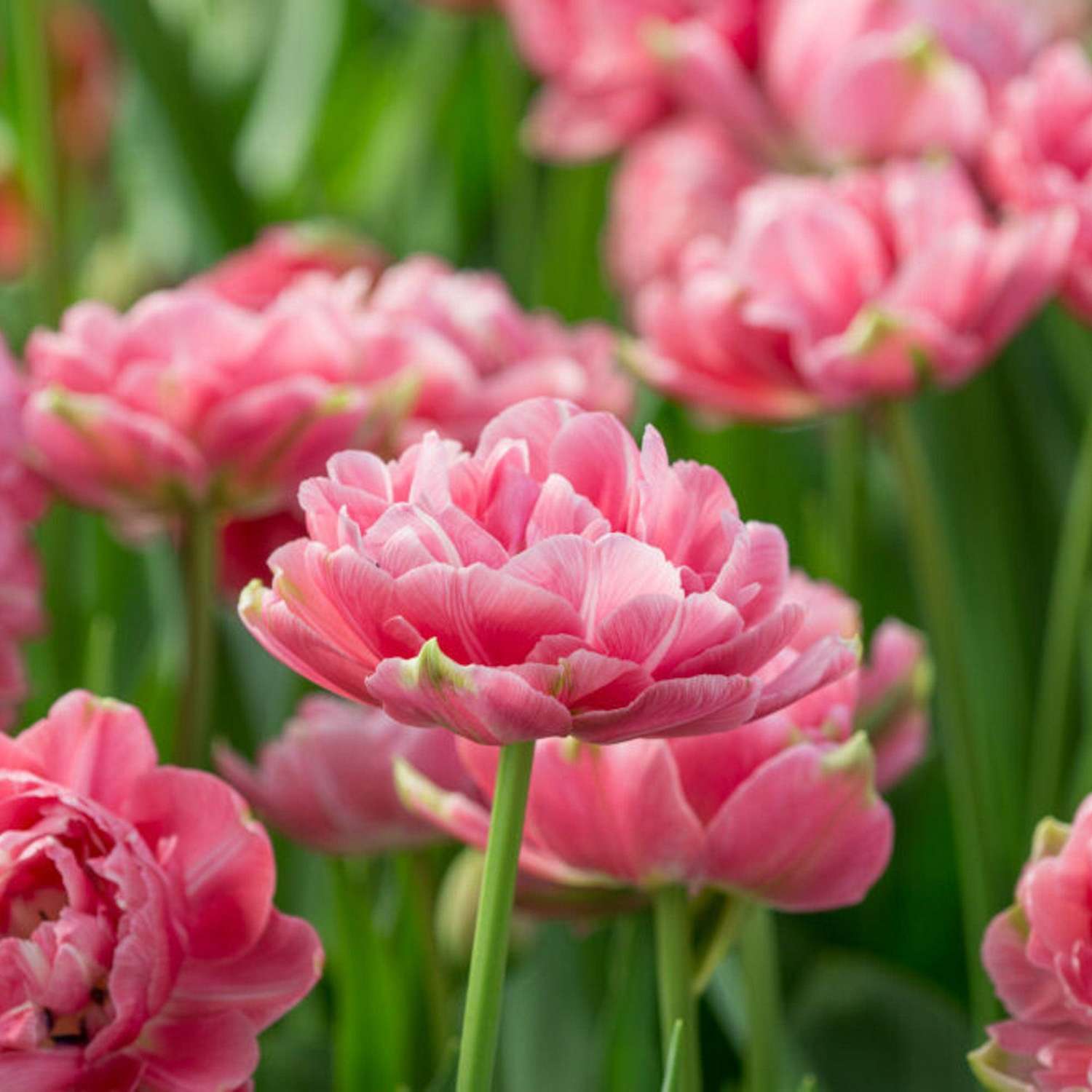 Tulpe 'Aveyron' - Tulipaner